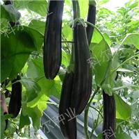 布兰妮长茄种子，科尔农业供应布利塔长茄 高产早熟品种