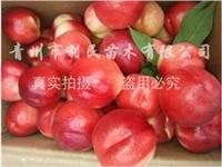 潍坊映霜红桃苗价格|福建映霜红桃