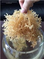 仙本藻珊瑚燕窝面膜