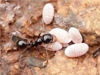 三亚*的海南黑蚂蚁防治公司——儋州蚂蚁防治