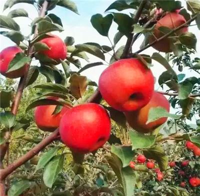 红富贵苹果树苗 耐寒苹果树苗 盆栽苹果树苗