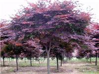 安徽肥西出售地径2-12公分红枫，樱花，垂丝海棠，鸡爪槭，红花紫薇