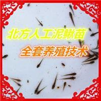 专业中国台湾泥鳅苗价格/纯种中国台湾泥鳅苗价格