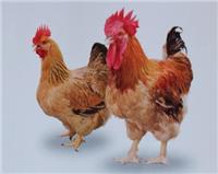 优质鸡苗出售，国内专业优质鸡种批发，广东优质鸡苗价格