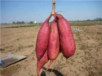 兰州红薯苗供应 秦薯4号红薯苗保证原种