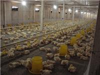 2016养殖肉鸡喂料设备 肉鸡喂料系统直销价格