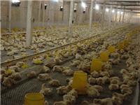嘉汇农牧公司行业成员之一的鸡用自动供水线