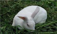 洛阳獭兔养殖公司兆辰獭兔养殖公司