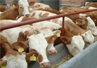 夏洛莱牛畜牧良种养殖基地 优质肉牛品种之选山东盛华牧业免费运输