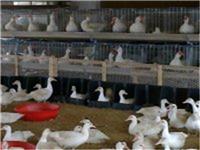 嘉汇农牧公司行业成员之一的鸭用产蛋箱