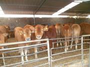 大型牛羊养殖,提供牛羊马驴,品质优良欢迎来场选购