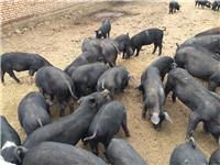 长期供应原生态养殖纯粮食喂养黑猪、黑猪肉、黑猪崽