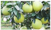 红心柚子苗 优质红心柚子苗可以选择利宝多农场苗圃基地