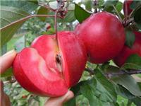 红肉苹果 优质苹果苗可以选择利宝多农场育苗基地