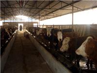 大型肉牛养殖场肉牛的出栏价格肉牛效益