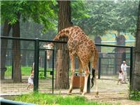 动物园围栏网，养殖动物护栏网