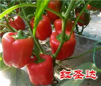 供应红圣达--五彩椒 辣椒种子