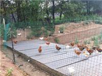 厂家供应养殖护栏网，散养鸡