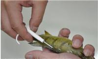 PIT鱼类育种植入芯片标识