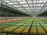 蔬菜大棚制造商 有提供高性价温室大棚