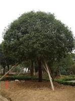米径35厘米移植桂花树，36厘米定杆桂花树
