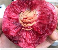 健康火红花果种植好项目 供应优质火红花果种子批发