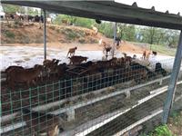 散养鸡用什么围栏 散养鸡网围栏价格 养殖围栏网厂家