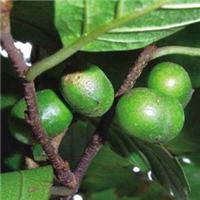 长沙华锦生物供应：非洲臀果木提取物 2.5-13