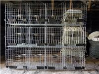 山东济宁鸽子养殖大棚鸽子笼的价格#出售鸽子笼生产厂家