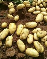 围场马铃薯代收代收土豆
