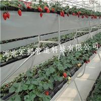 基质栽培草莓种植槽