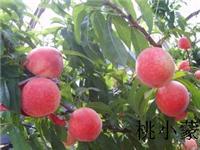 全国吃的水蜜桃在_山东蒙阴县被称为“中国蜜桃之都”