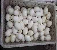 优质鹅种蛋价格/专业鹅种蛋价格