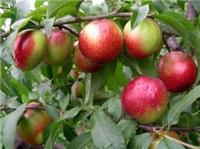 早熟油桃基地早熟油桃价格中油五油桃种植基地