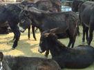 养殖基地大销售乌头驴小肉驴-选种很关键 山东盛华牛羊养殖场