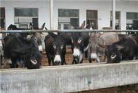 肉牛养殖基地|肉羊养殖基地|肉驴养殖基地|山东盛华肉驴调拨基