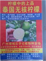 中国台湾香水柠檬苗，青皮无核柠檬苗，西柠苗，无籽青柠苗