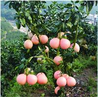 重庆柚子苗种植技术，重庆柚子苗基地