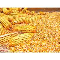 依安县景丰农业生产农民专业合作社玉米收购6