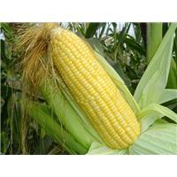依安县景丰农业生产农民专业合作社玉米收购2
