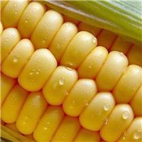依安县景丰现代农业玉米收购334