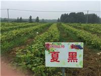 萧县老百姓家庭农场葡萄基地大量供应优质夏黑葡萄苗