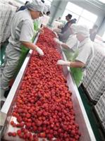 沃迪装备：专业提供蓝莓草莓加工设备/蓝莓汁草莓汁生产线