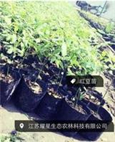 江苏红豆树苗价格 红豆树苗供应