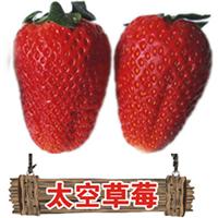 章姬草莓苗价格便宜 2016年甜宝草莓苗预订价格