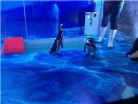 创新海洋展出租海洋生物鱼缸展价格企鹅展海狮表演租赁