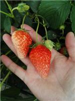 章姬草莓苗价格，高产红颜草莓苗批发
