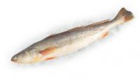 进口优质赤鮸鱼 3斤以上 编织袋包装/35公斤