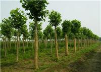合肥苗木市场-合肥苗木批发种植基地