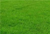 合肥马尼拉草坪-合肥马尼拉草坪批发价格